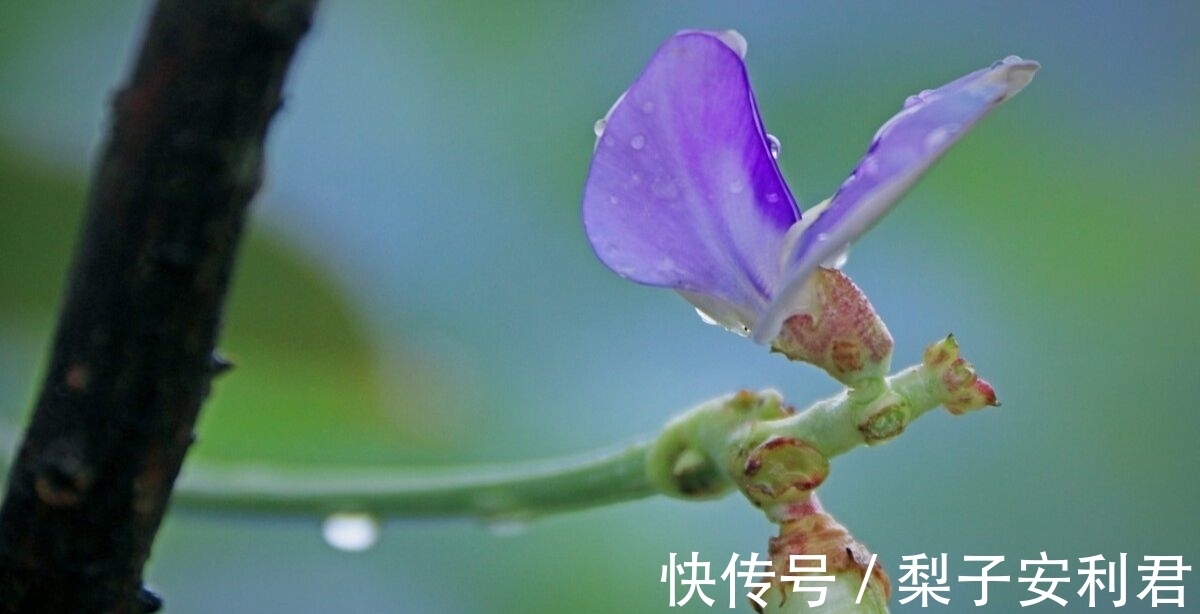 豆花|两首秋雨古诗词，两种不同的意蕴，哪一首能够打动你