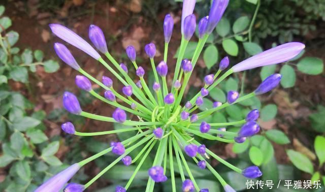 花花|这花被误认为“蓝色君子兰”，开花特漂亮，一根枝能开50朵花