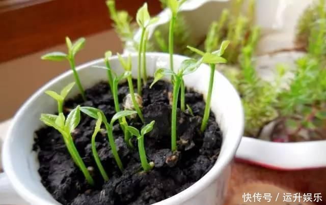 全民养花季,教你6个“养花绝招”,杀害虫促发芽,扦插生根快