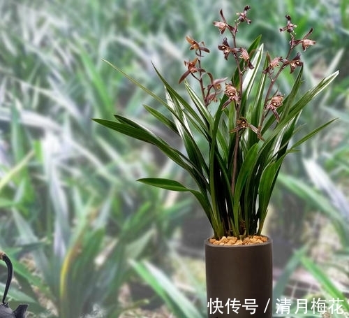 想养兰花就选墨兰，养植省心，春节时正好开花