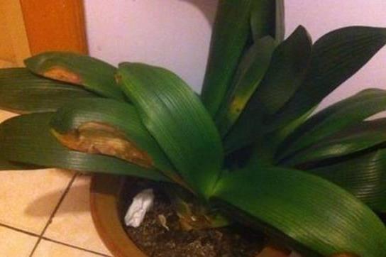 君子兰“烂边”提高警惕，用好“窍门”，叶片绿油油，花朵长不停