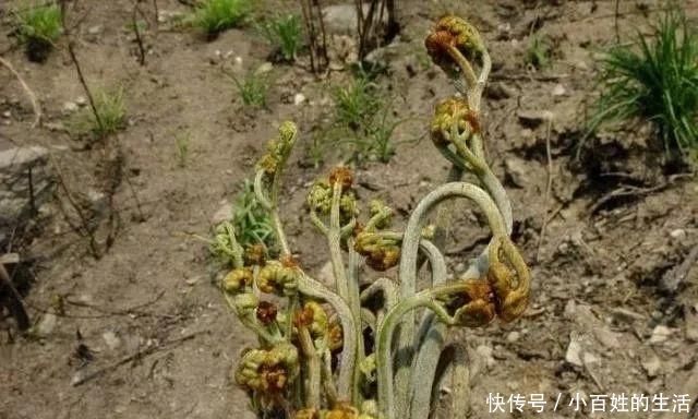 中国公认最好吃的7大野菜,你若是全吃过,请收下我的“膝盖”