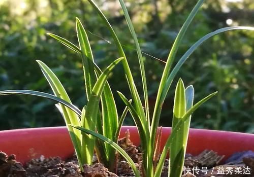 兰花叶子枯萎怎么办?教你5个妙招,新手兰友一定要知道