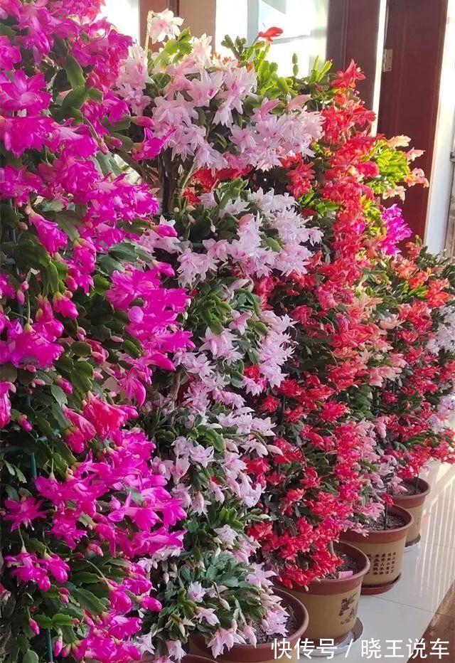 蟹爪兰满头大花苞，噼里啪啦全掉了？教你3招，满满的花芽挤爆了