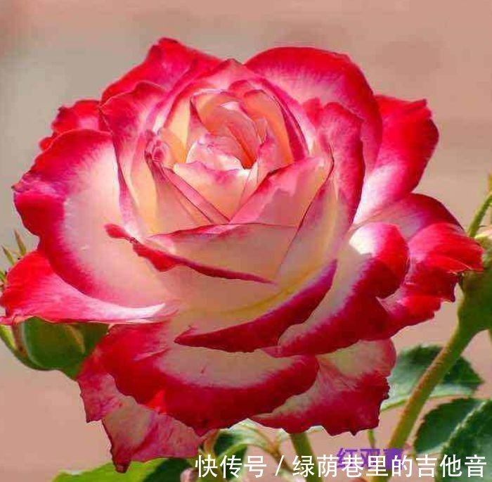 开花最香的4种花，家里养一盆，开起花来拦不住，一养就上瘾！