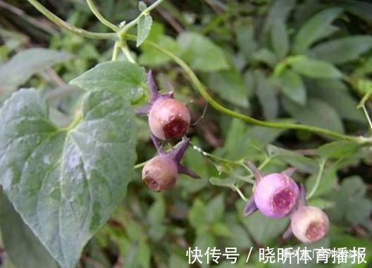 可遇不可求|2种植物，若你在山上遇见，别犹豫，赶紧采挖带回家，可遇不可求