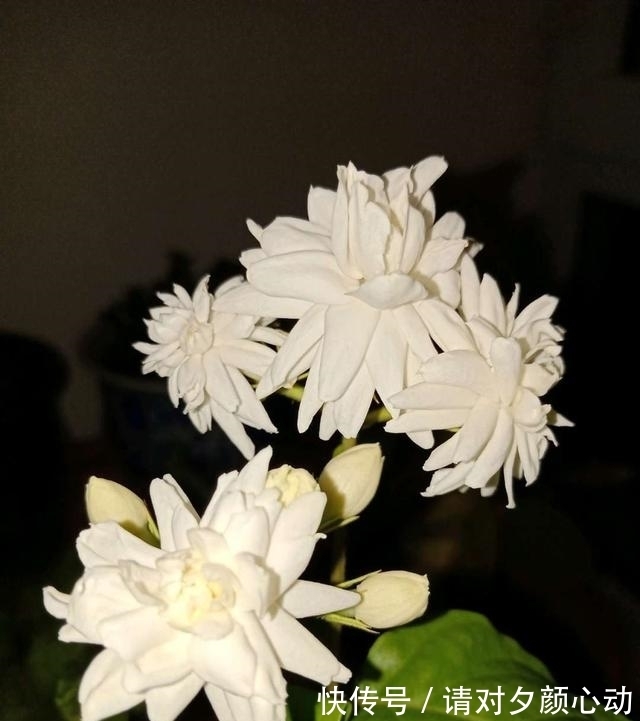 开花|最厉害的促花水,每个月给栀子茉莉喝一碗,顺利开花,香味浓