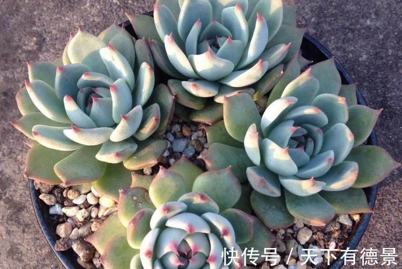 多肉|炎热的夏季养殖多肉吉娃娃,呵护好这几点,莲花头漂亮极了