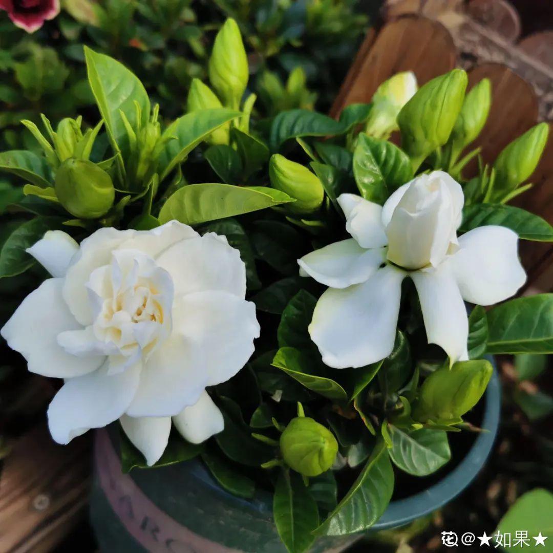 营养液|马上进入花期的花，10天一次肥，下个月就开花