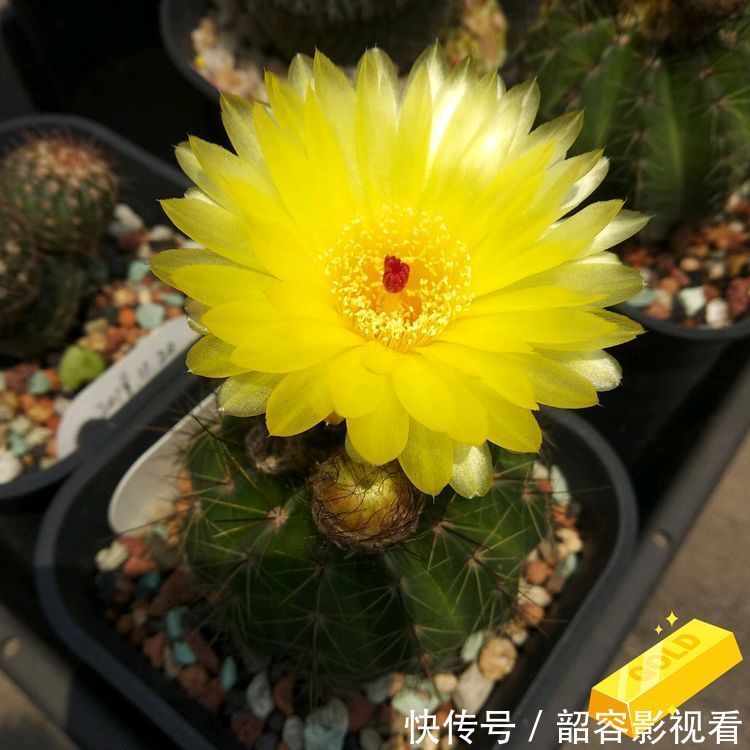 大花蕙兰|4种花漂亮又好养,比牡丹好看,开花爆盆很简单,给点水就疯长