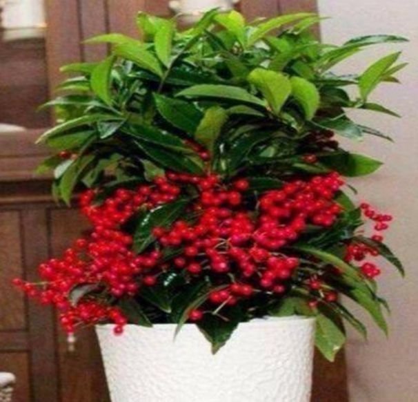 此种花很好养,耐热耐晒更耐旱,浇水就疯长,开花爆盆很容易