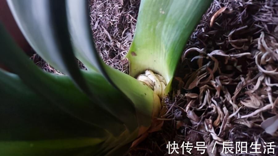君子兰捏着“硬邦邦”?不是“有喜”了,就是满盆“肉虫子”