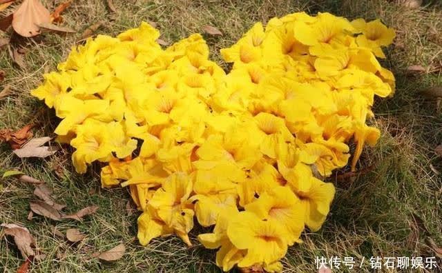 三月|花样荷城,美不胜收!