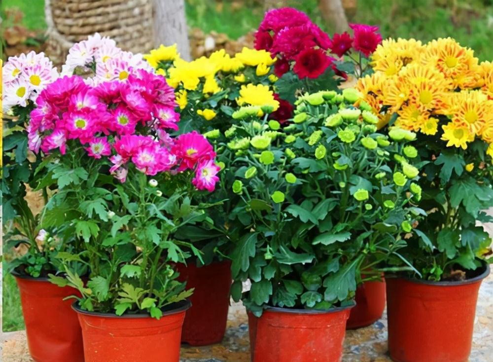 9种漂亮花，现在扦插“正当时”，喜欢别错过