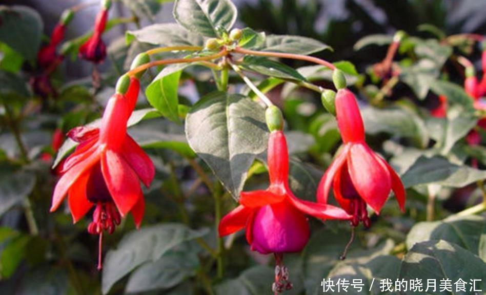 冬天买花要谨慎,懂行的人不买3种花,因为买了养不活,浪费钱!