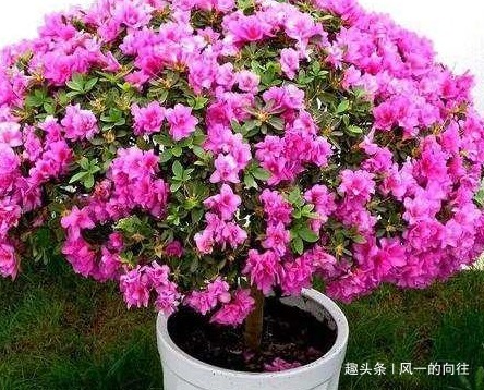 居家养花浇水加上这三种东西,轻松养到爆满盆,便宜又好用