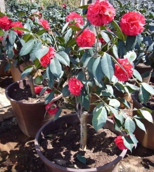 茶花养不好、养不旺，用上一些“诀窍”，花枝变更多，盆盆都爆盆