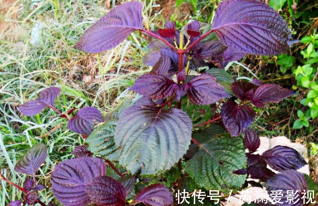 野菜|原名“紫舒”,是野菜也能入药,吃了会让人舒服,还是天然防腐剂