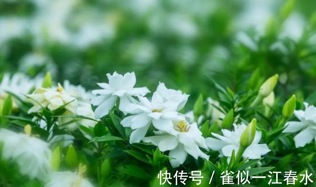 西湖龙井|「品读」看花里春秋,重返生活中平淡宁静的时刻