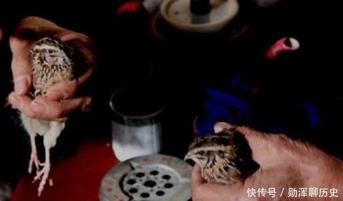 故宫|故宫有张《朱瞻基斗鹌鹑图》,可现实中的斗鹌鹑,并不真的分胜负