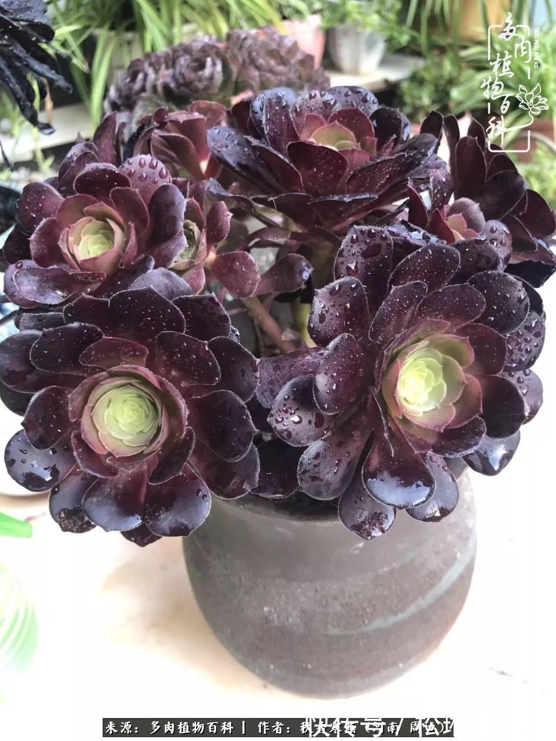 多肉千万种,我独爱法师!爱它的霸气,更爱它的华丽蜕变!