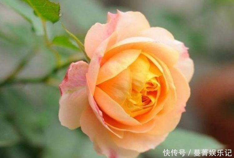 叶子|超好养的“4种花”，人人都喜欢，花朵烂漫迷人，美爆了