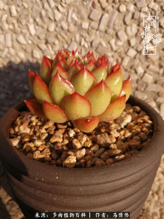 养多肉如同种下希望,因为美丽总在下一个季节!