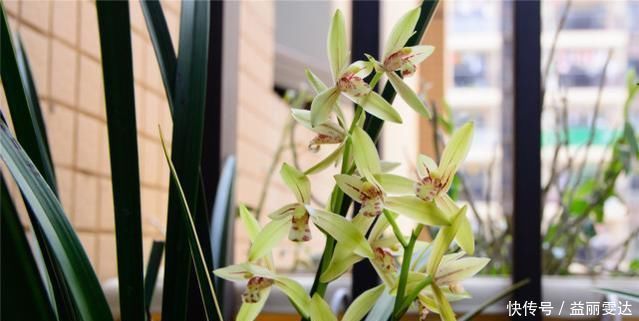 养兰花,注意这2点,兰花不烂根,不易腐,叶绿又亮,花朵呼呼开