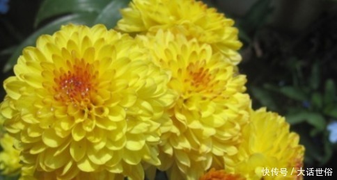 快要临近夏天,这3种花号称“热不死”,天越热花开的越旺