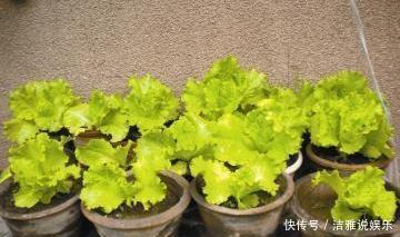 阳台栽盆“大生菜”,能吃也能当花看,四季种植,财源滚滚