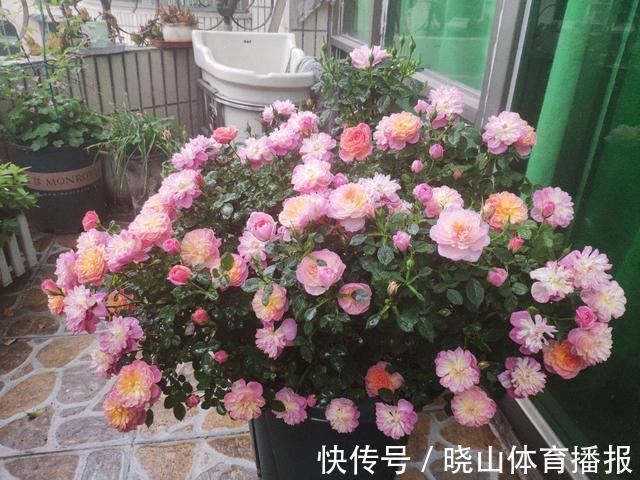 最值得养的6种月季,抗病性强,四季开花易爆盆,阳台庭院都能养