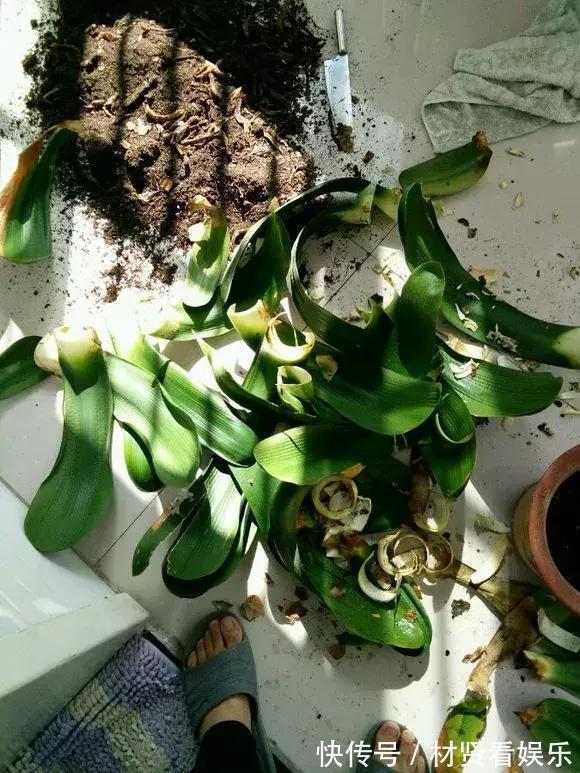 花友|君子兰、绿萝秋天“砍一刀”,呼呼冒出8个芽,赚了!