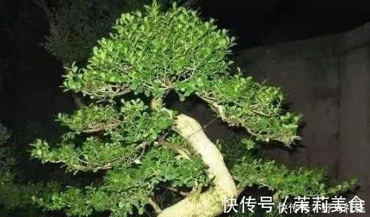 盆景|富裕家庭,这“3种花”会养在客厅,个个寓意好,胜过发财树