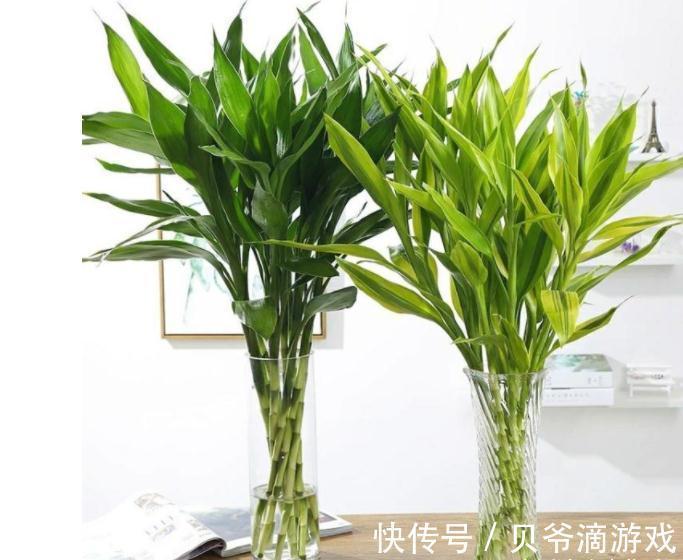 适合客厅养的“6种花”,一个比一个好养,一个比一个好看