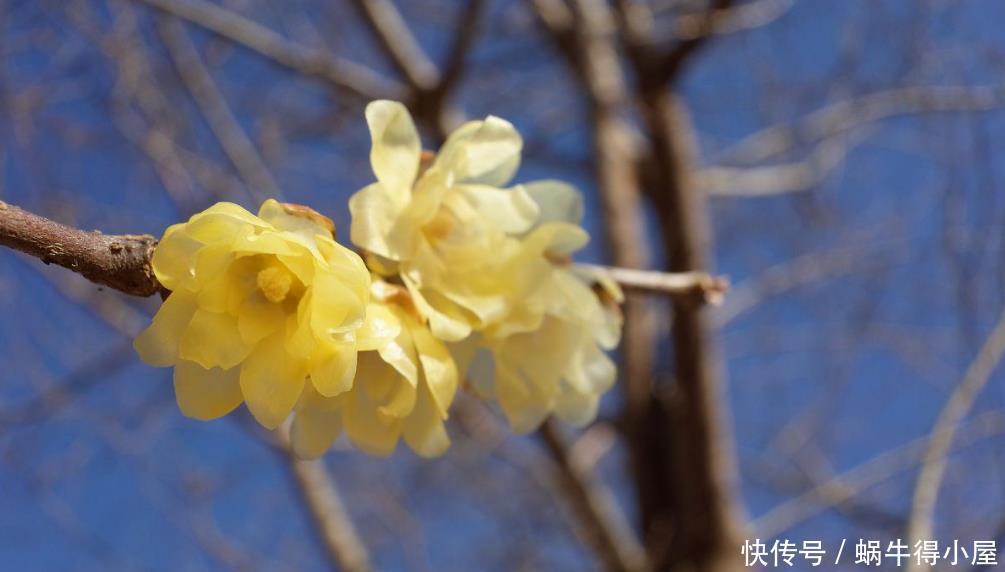 绣球、紫藤、腊梅需要低温春化,冻满一个月,否则会不开花