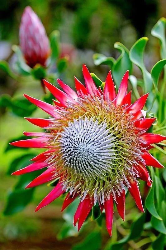 太太太漂亮了，绝对没有见过，发到群里，朋友们会爱死你的！