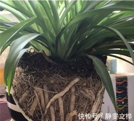 好好的吊兰，养着养着就“干尖”，恐怕是犯了4个错误，快避免