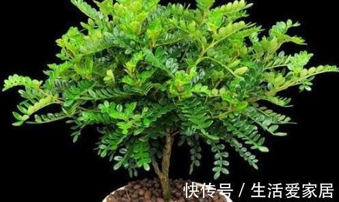 家中客厅就养它，漂亮又好养，香味清新，还能净化空气