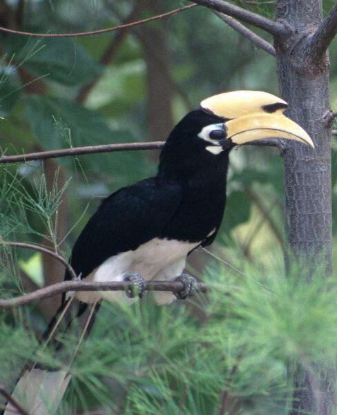 动物图集 冠斑犀鸟 快资讯 动物图集 冠斑犀鸟 快资讯