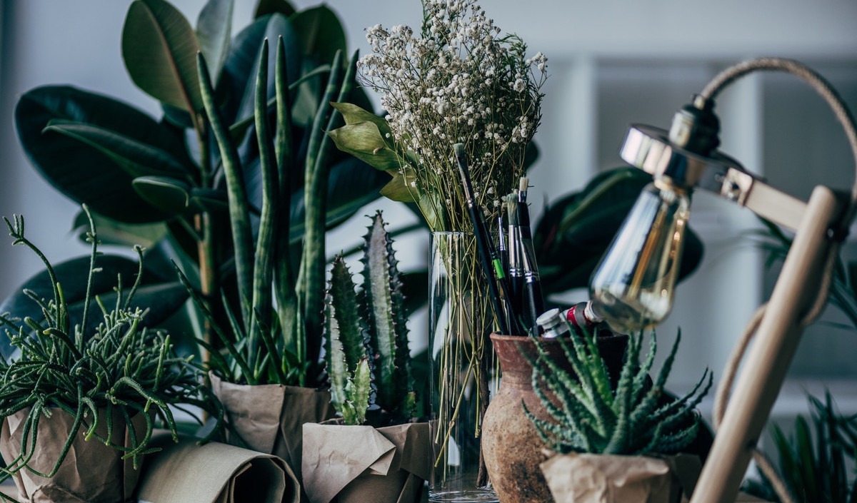 这6种花适合小盆养,用小盆,少管它,反而越长越旺,花开爆盆