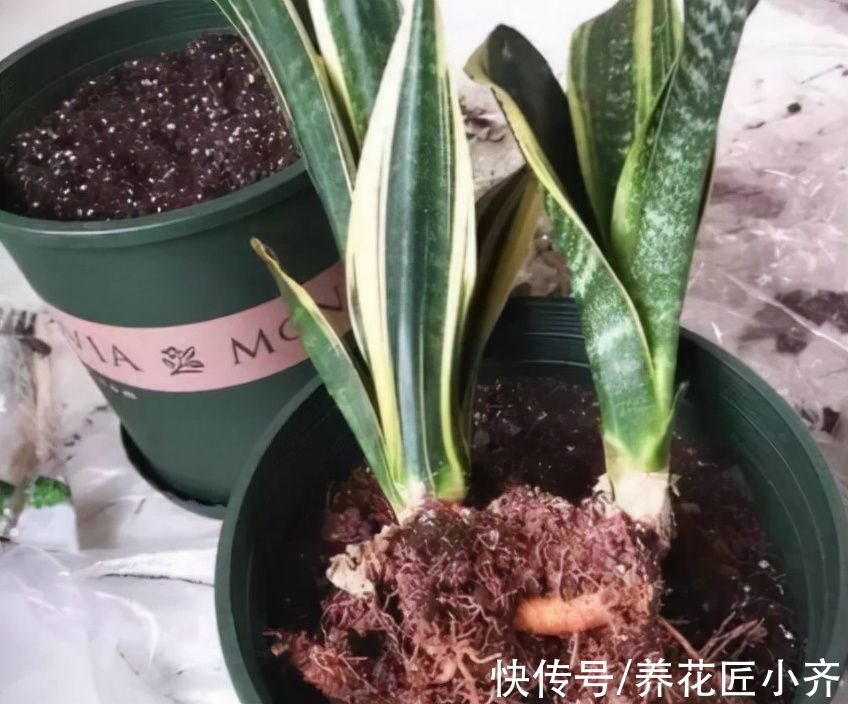 花盆|秋季养虎皮兰，发现有3个“症状”，赶紧换盆，现在更容易成活