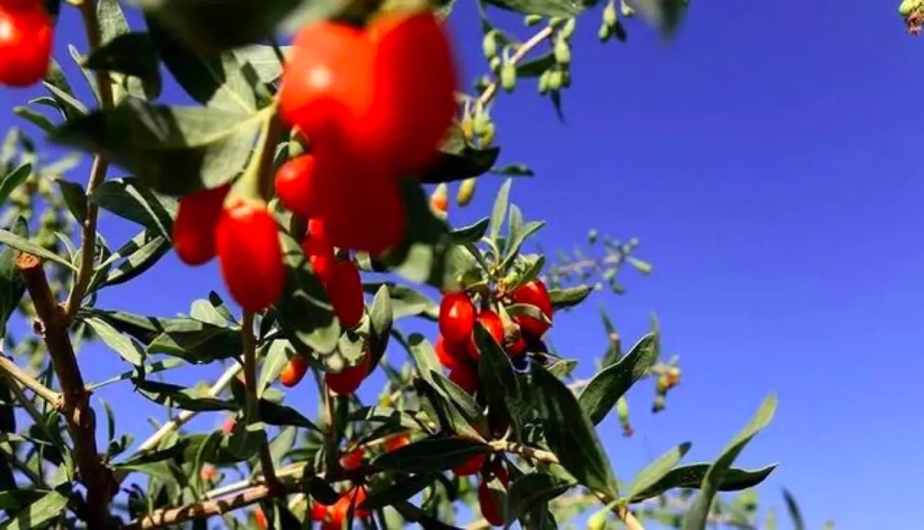 枸杞，你真的買對了嗎！用對了嗎？