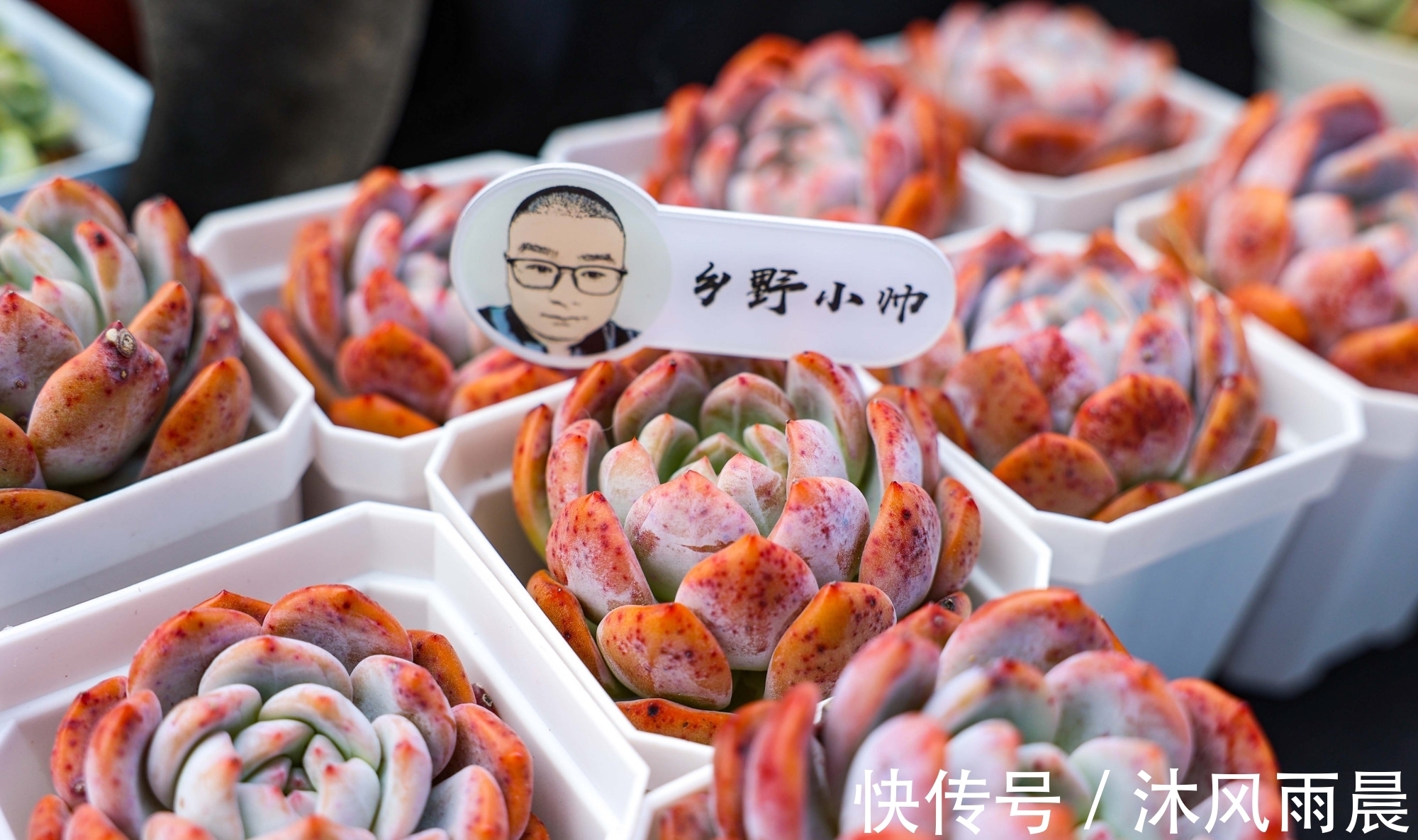 多肉|多肉如果出现这几种情况,可以适当换换盆,秋天会长得更好