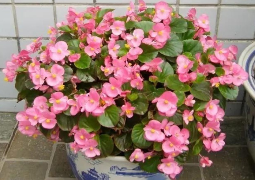 区别|早上、中午、晚上浇花“区别大”难怪总是养不好花,要这样浇!