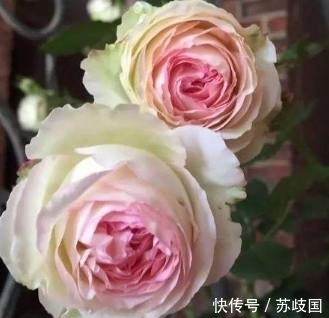 养花|养花不会浇水？这几种常见花卉的浇水方法学会了，再也不怕浇死了