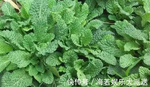 农村|农村有一种草，被称作“猪耳草”“癞蛤蟆草”，药用价值极高