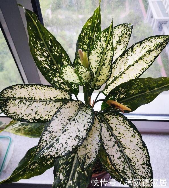 枝叶|室内光照不足，就养4种耐阴绿植，枝叶翠绿茂盛，有精神有活力