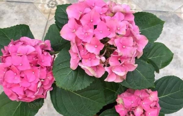 春天养殖绣球花，这么照顾小苗，开花劲头比老苗大