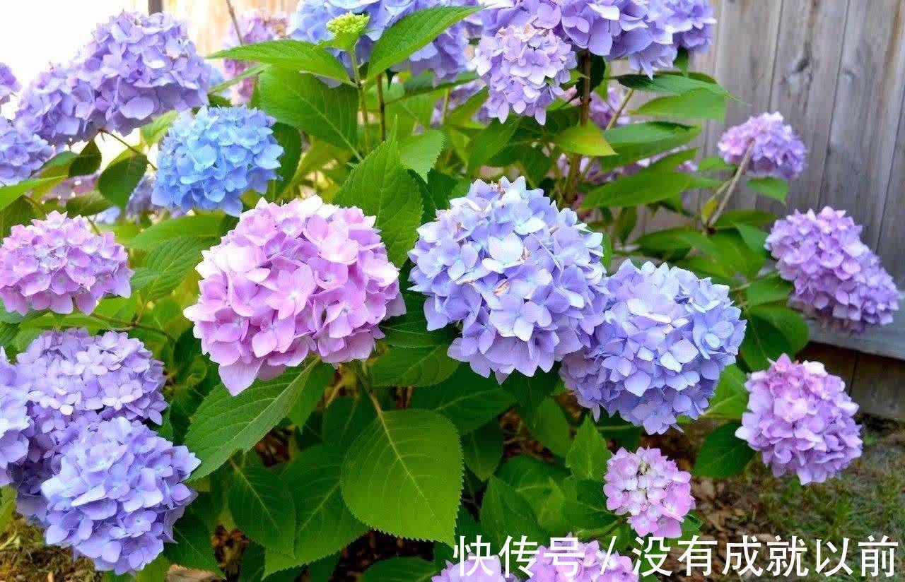 花海|高层阳台，建议安排2类花卉，一类长成花海，一类长成花瀑布