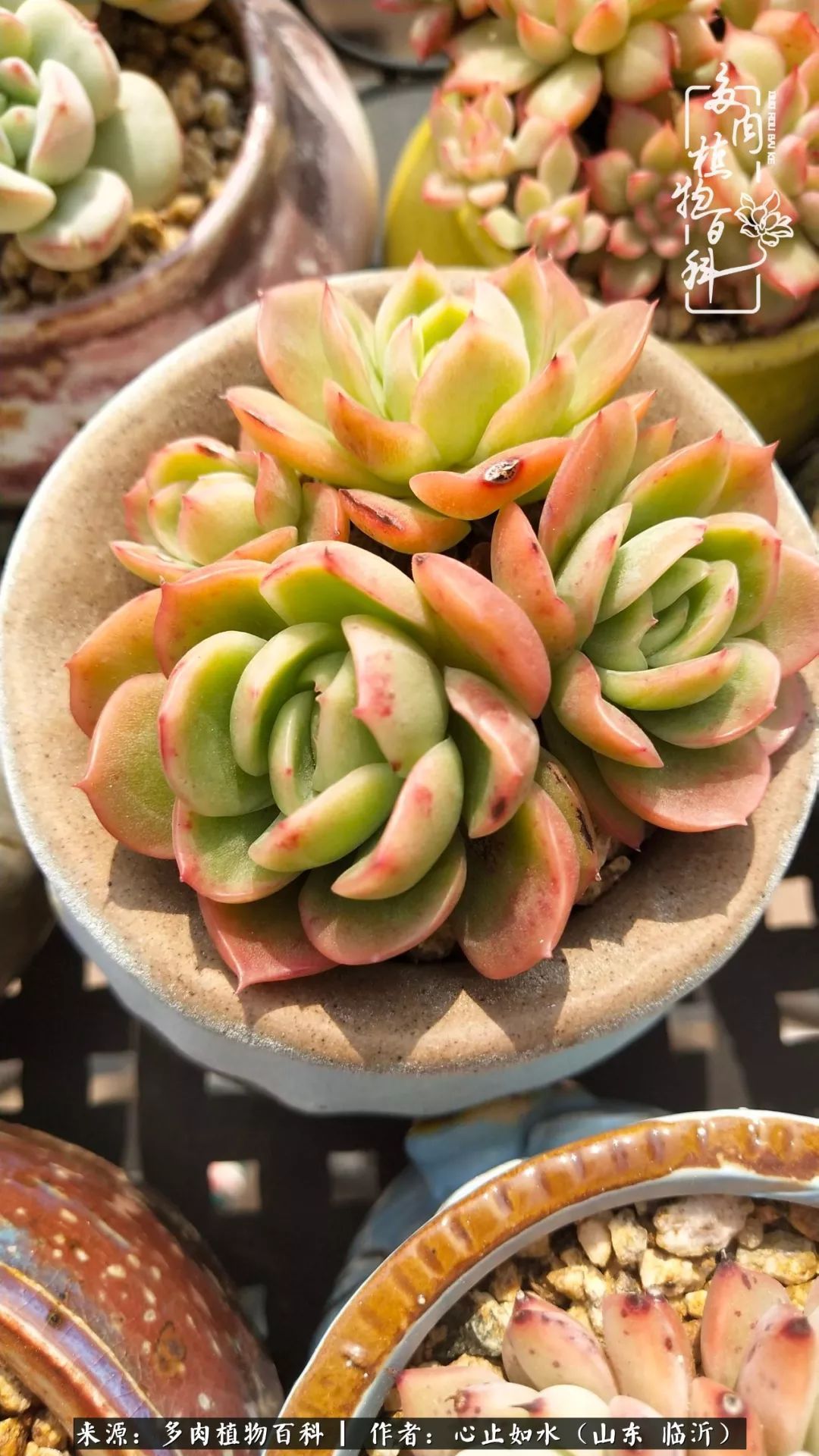 养多肉不只是说说而已,只要肯用心,它们绝对不会辜负你!